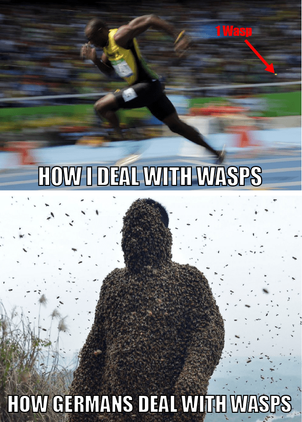 wasps